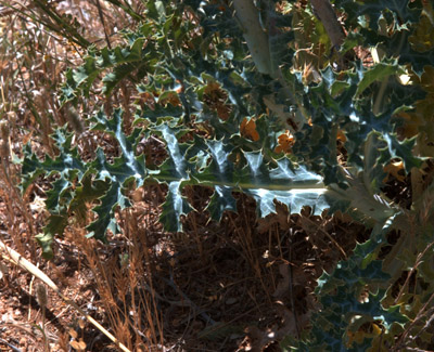 Crested pricklypoppy (Argemone polyanthemos) leaves
